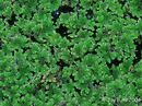 Azolla Caroliniana